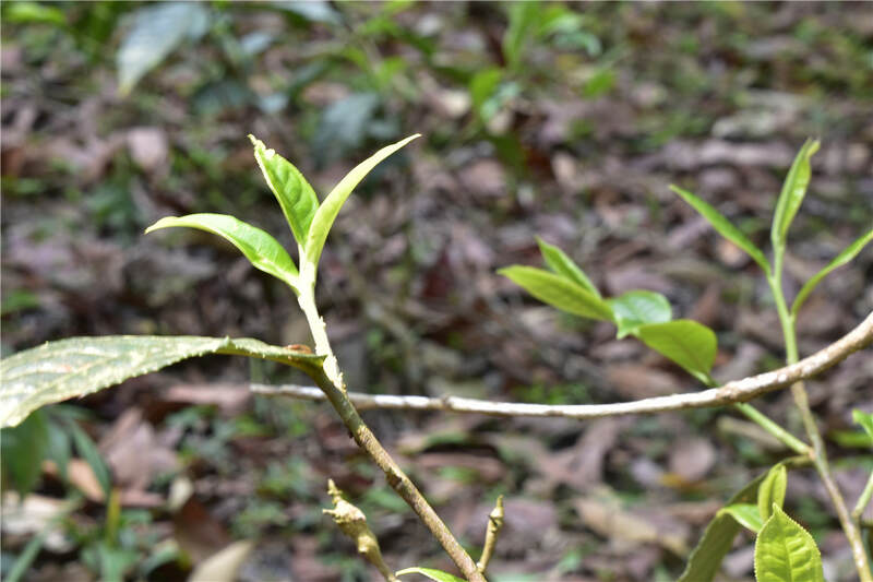 老徐谈茶：今年茶叶的走势分析以及春茶、雨水茶、秋茶的特点（上）​