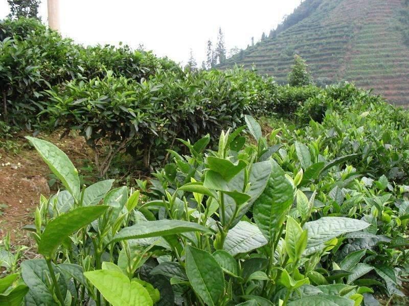 云南省文山州广南县茶业概况简述