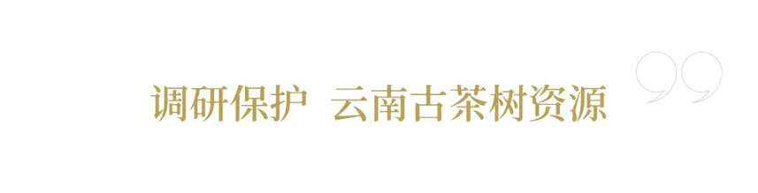 西南林业大学教授 蓝增全 │云南是世界茶文化的“根”和“源”