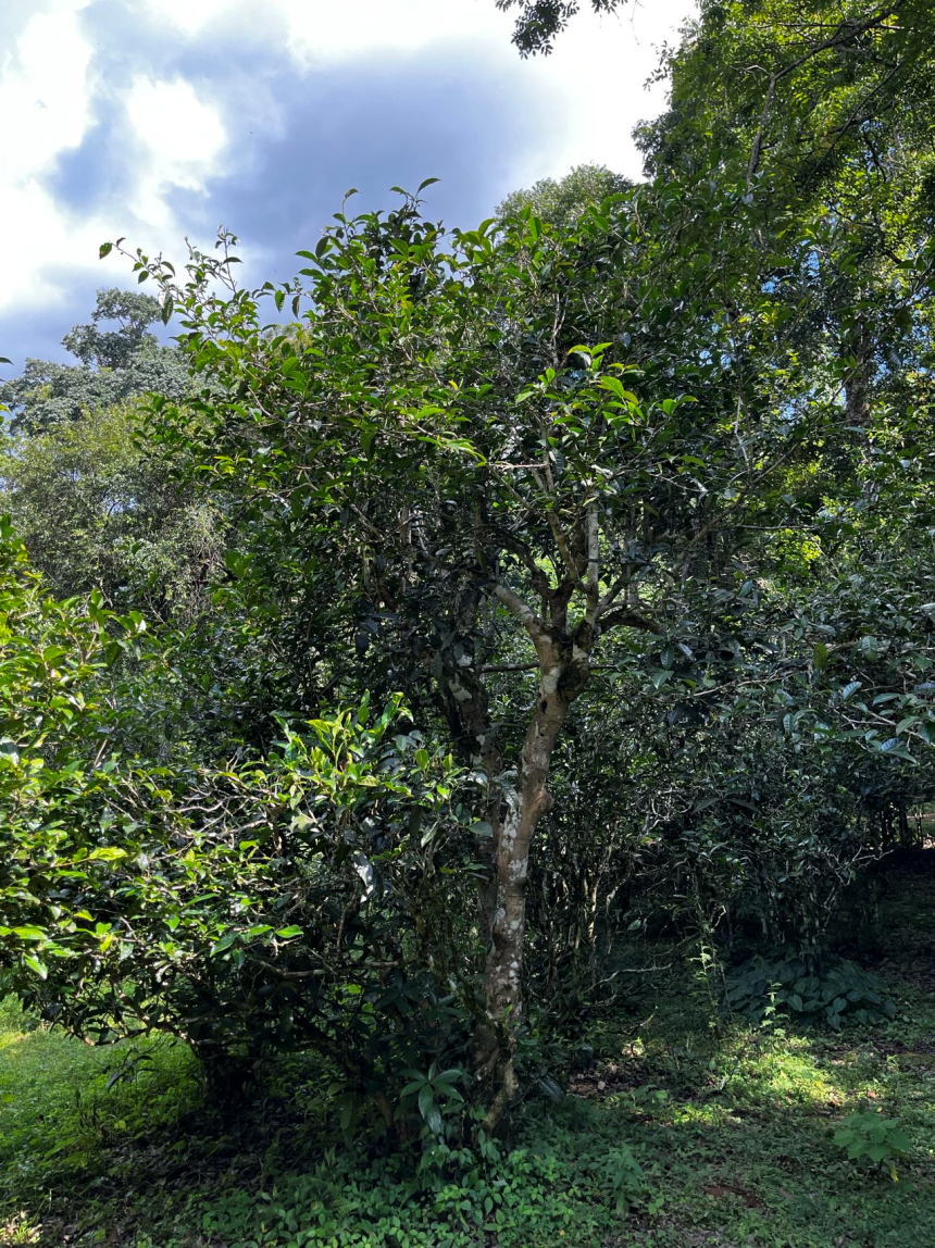 普洱茶区——长地山古茶园