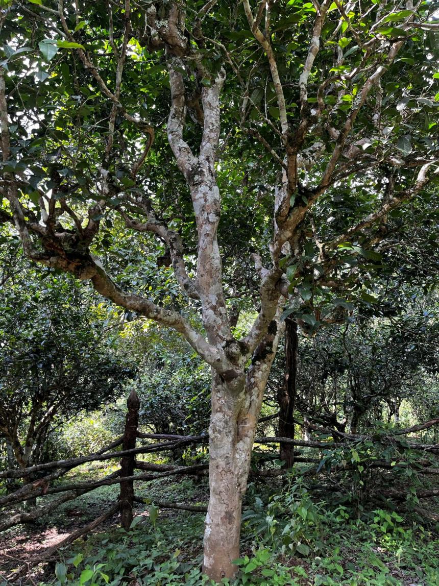 普洱茶区——长地山古茶园