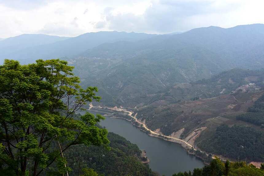 1000元以下，盘点勐库茶区最具性价比的四大山头古树