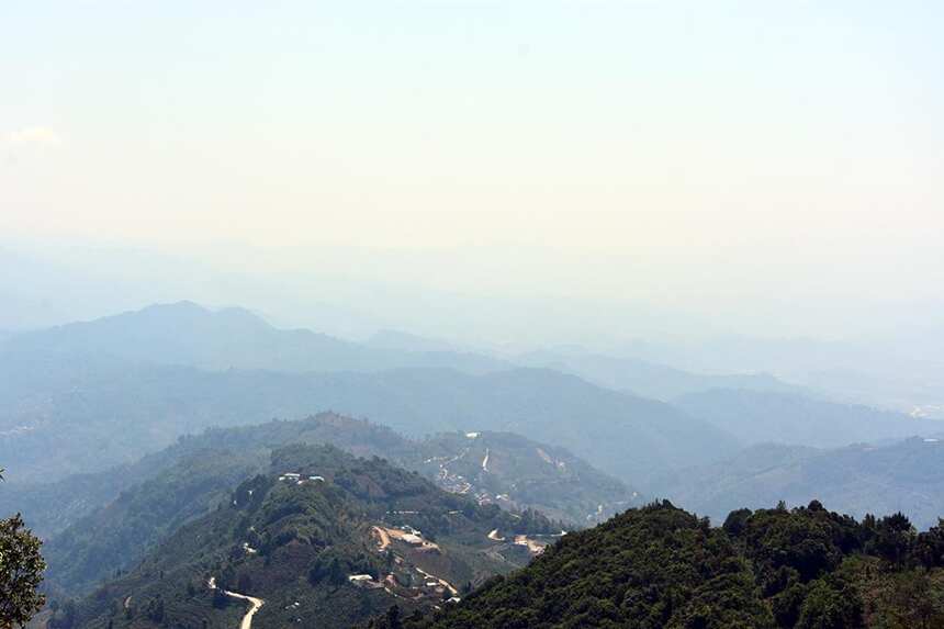 1000元以下，盘点勐库茶区最具性价比的四大山头古树
