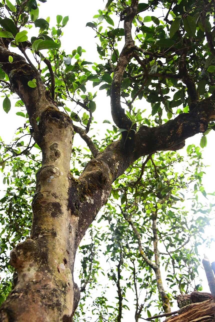 1000元以下，盘点勐库茶区最具性价比的四大山头古树