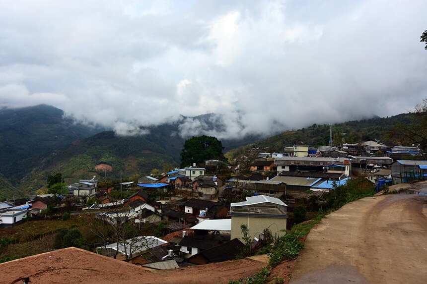1000元以下，盘点勐库茶区最具性价比的四大山头古树