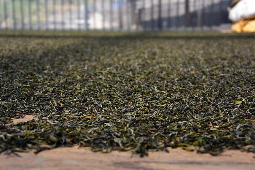 1000元以下，盘点勐库茶区最具性价比的四大山头古树