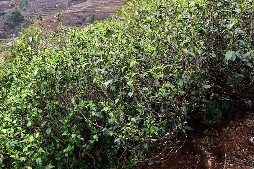 1000元以下，盘点勐库茶区最具性价比的四大山头古树