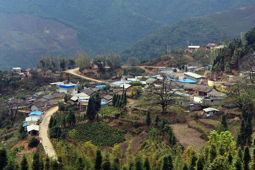 1000元以下，盘点勐库茶区最具性价比的四大山头古树