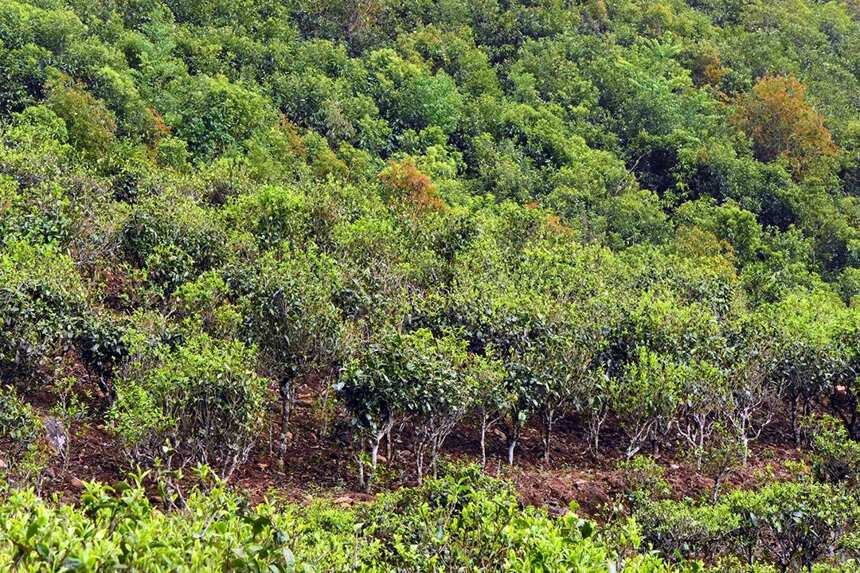1000元以下，盘点勐库茶区最具性价比的四大山头古树